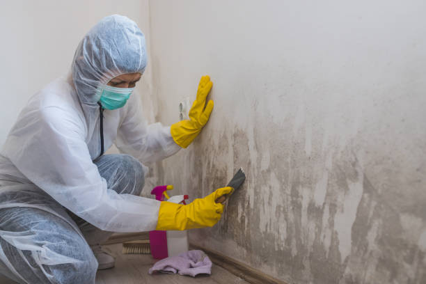 Best Post-Flood Mold Remediation in Riley, KS