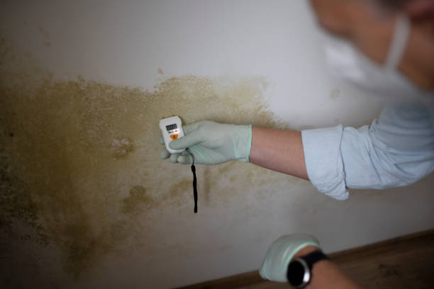 Best Localized Mold Remediation (e.g., coastal areas, humid climates) in Riley, KS