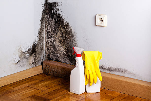 Riley, KS Mold Remediation Company
