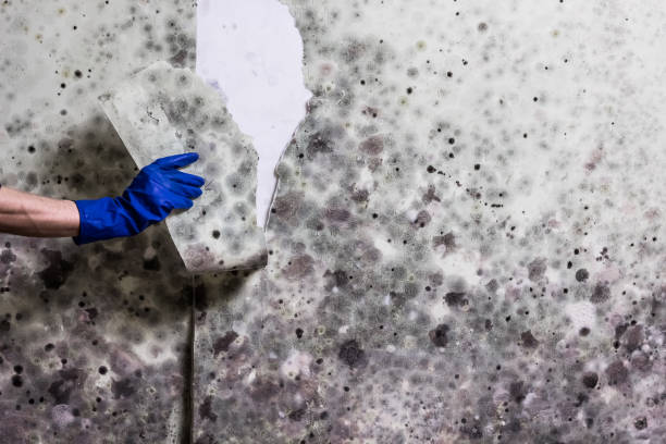 Best Kitchen Mold Remediation in Riley, KS